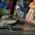 Join SeaWorld Orlando this summer for Generation Nature LIVE, a new show where you will explore nature and learn about protecting wildlife, and how YOU can make a difference and […]