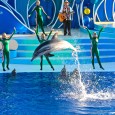 Our trip to SeaWorld San Diego this November was unprecedented.  SeaWorld employees and tour guides treated us to several behind-the-scenes looks at their facilities, including SeaWorld Rescue and a baby dolphin tank.  We […]