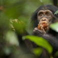 Disneynature and the Jane Goodall Institute announced the impact of the conservation program See Chimpanzee/Save Chimpanzees.  The fundraising effort will protect over 200 square miles of chimpanzee habitat, educate 60,000 schoolchildren about chimpanzee conservation, and […]