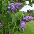 For over 100 years, Rochester, New York has welcomed spring with a celebration of the blossoming of fragrant lilacs.  The 117th Annual Rochester Lilac Festival opens today, Friday, May 8th, […]