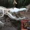 Skeletons! Animals Unveiled