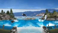 Today, March 17, 2016, SeaWorld ends killer whale breeding at all of its parks.  Under constant pressure and public scrutiny since the 2013 release of the film Blackfish, attendance has […]